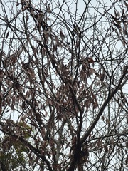 Cercis canadensis