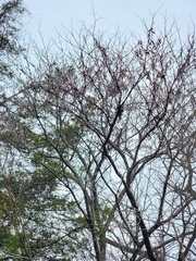 Cercis canadensis