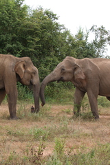 Elephas maximus maximus