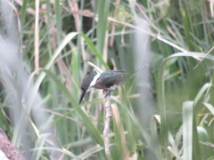Chloroceryle americana