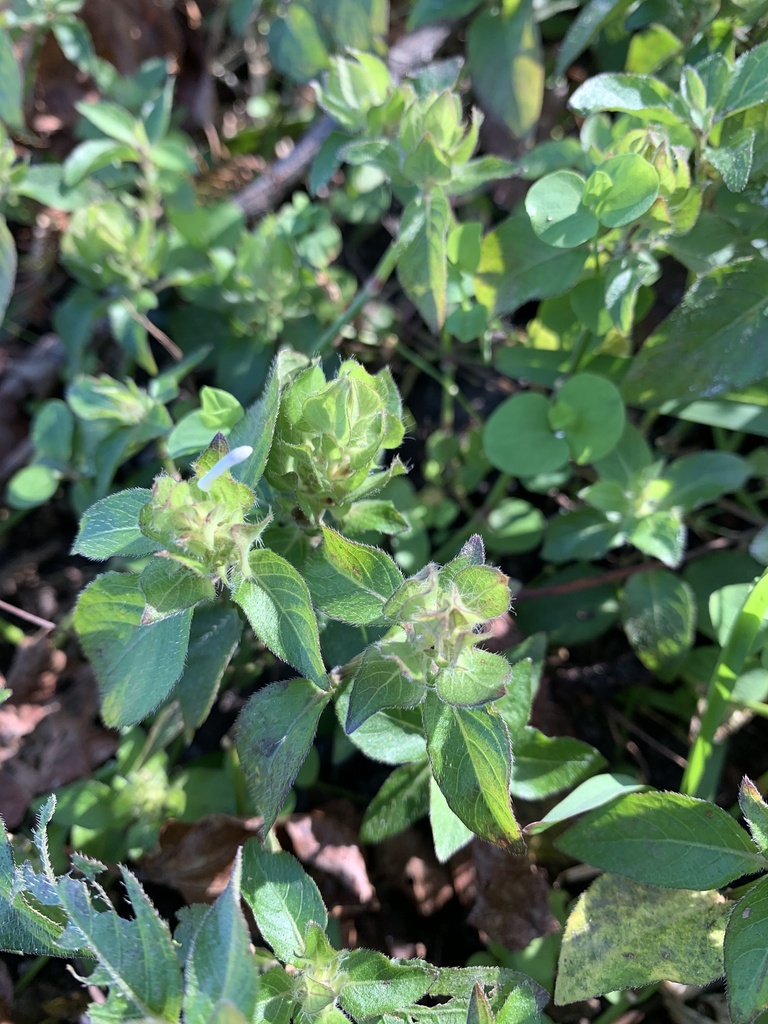 Browne's blechum from E Jefferson St, Floral City, FL, US on December ...