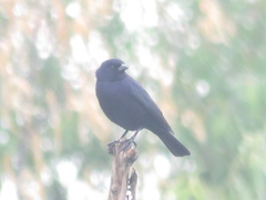 Molothrus rufoaxillaris
