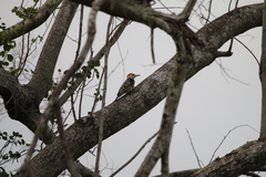 Leiopicus mahrattensis