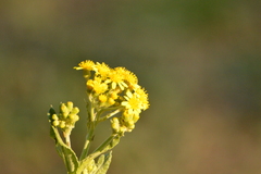 Senecio deferens
