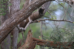 Leiopicus mahrattensis