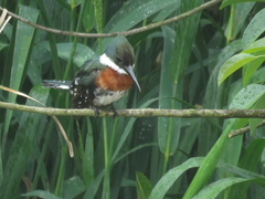 Chloroceryle americana