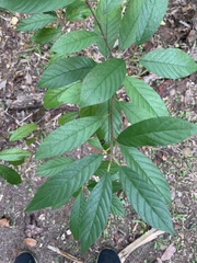Frangula caroliniana
