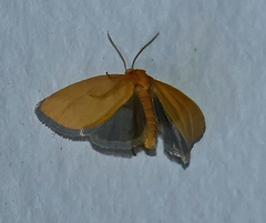 Eulithosia composita