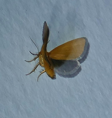 Eulithosia composita