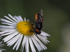 Odontomyia flavissima
