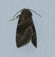 Plagiomimicus spumosum