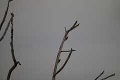 Leiopicus mahrattensis