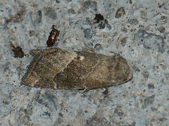 Plagiomimicus spumosum
