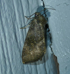 Plagiomimicus spumosum