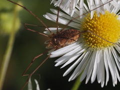 Phalangiinae