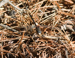 Leucorrhinia orientalis