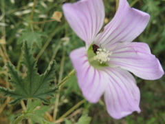 Malva weinmanniana