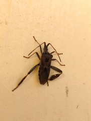 Leptoglossus corculus