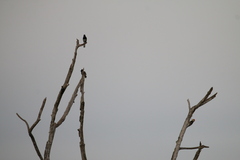 Leiopicus mahrattensis