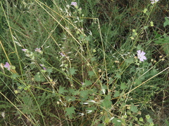 Malva weinmanniana