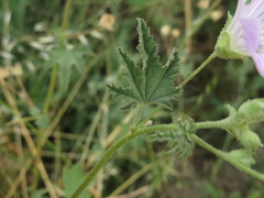 Malva weinmanniana