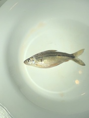 Steindachnerina brevipinna