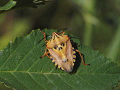 Carpocoris pudicus