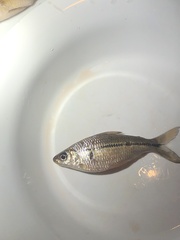 Steindachnerina brevipinna