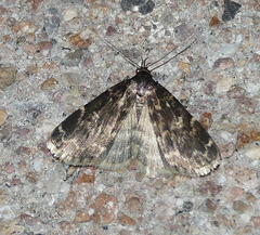 Idia lubricalis