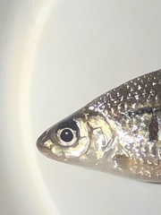 Steindachnerina brevipinna