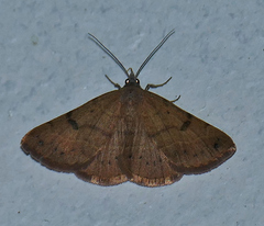 Hemeroplanis punitalis