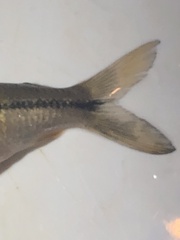 Steindachnerina brevipinna