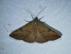 Hemeroplanis punitalis