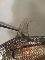 Steindachnerina brevipinna