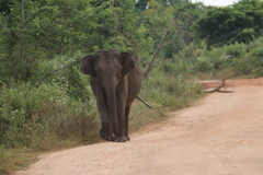 Elephas maximus maximus