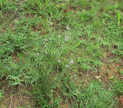 Polygala hottentotta