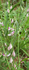 Polygala hottentotta