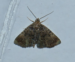 Metalectra miserulata