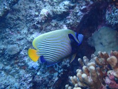 Pomacanthus imperator