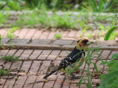 Trachyphonus vaillantii vaillantii