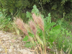 Bromus rubens