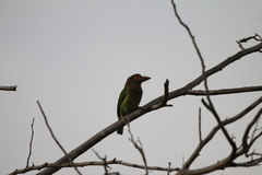 Psilopogon zeylanicus