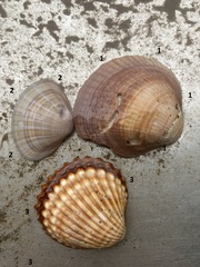 Mactra stultorum