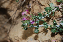 Teucrium microphyllum