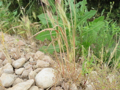 Bromus rubens