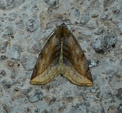 Plagiomimicus ochoa