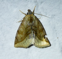 Plagiomimicus ochoa