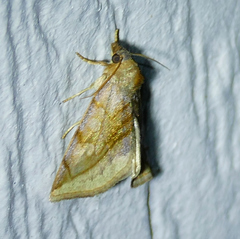 Plagiomimicus ochoa
