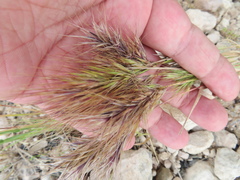 Bromus rubens