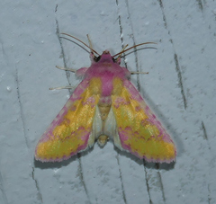 Psectrotarsia suavis